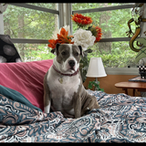 Entry image for Lady Sophia