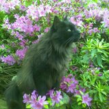 Entry image for Fuzzy