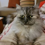 Entry image for Bella