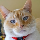 Entry image for Tiago