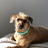 Entry image for Susie