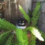 Entry image for Panda