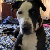 Entry image for Phantom