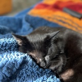 Entry image for Bat Bat