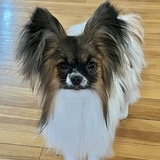 Entry image for Huckleberry 