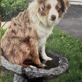 Entry image for Dusty 