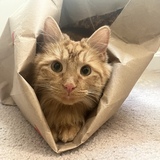 Entry image for Morty