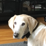 Entry image for Reggie