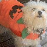 Entry image for Muggins