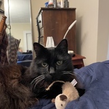 Entry image for Elvis