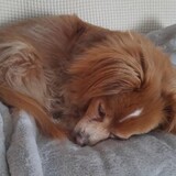 Entry image for Pumpkin