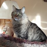 Entry image for Romeo