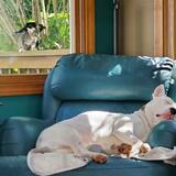 Entry image for Bunny