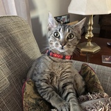 Entry image for Alvin