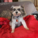 Entry image for Marley