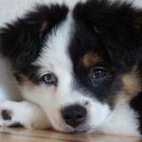 Entry image for Dudley