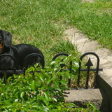 Entry image for Casey