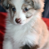 Entry image for Cady