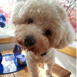 Entry image for Teddy