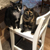 Entry image for Spike & Mocha