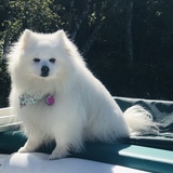 Entry image for Cotton