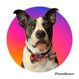 Entry image for Goose