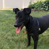 Entry image for Wilbur