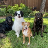 Entry image for Henry, Noah, Burrito, Marty