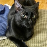 Entry image for Boo!