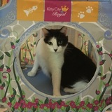 Entry image for Mr. Finley