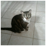 Entry image for Fritz