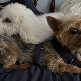 Entry image for Eeyore and Teddy