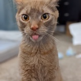 Entry image for Finn