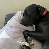 Entry image for Oscar