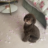 Entry image for Teddy