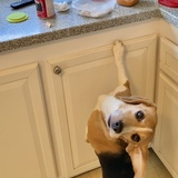 Entry image for lexi