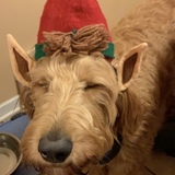 Entry image for Maverick