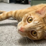 Entry image for Finnegan 