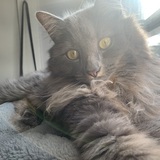 Entry image for Sebastian Smoke