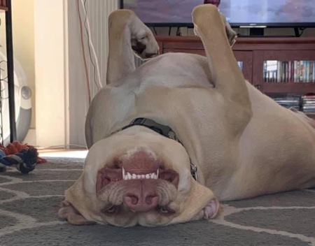 Entry image for Lucic. Clicking this image will show a larger photo