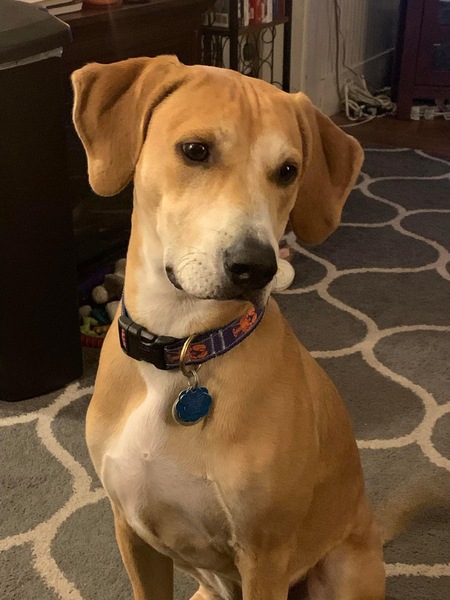 Entry image for Pedey. Clicking this image will show a larger photo