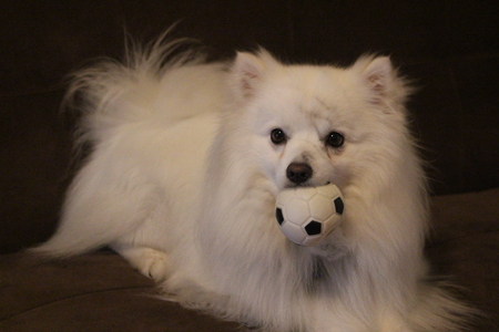 Entry image for Niko . Clicking this image will show a larger photo