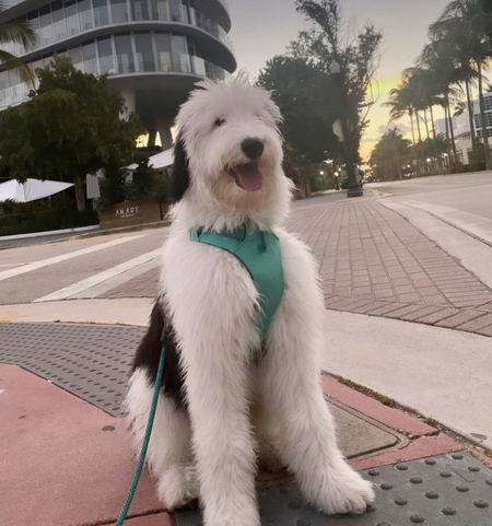 Entry image for Clover. Clicking this image will show a larger photo