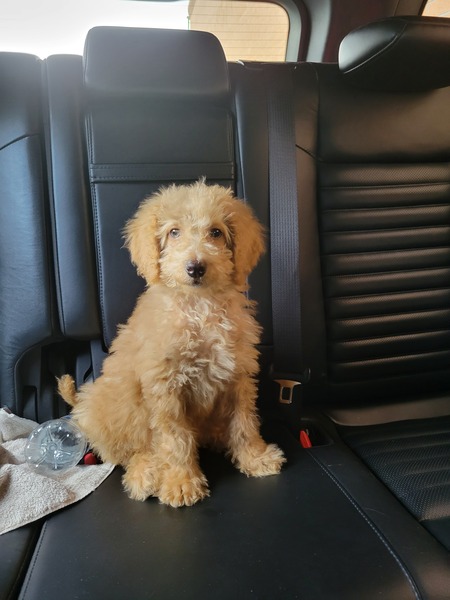 Entry image for Winston. Clicking this image will show a larger photo