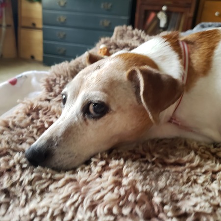 Entry image for Abby. Clicking this image will show a larger photo