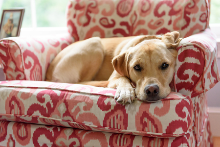 Entry image for Callie. Clicking this image will show a larger photo