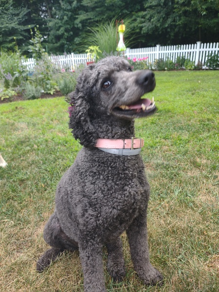 Entry image for Tilly . Clicking this image will show a larger photo