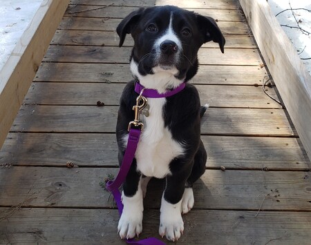 Entry image for Ripley. Clicking this image will show a larger photo