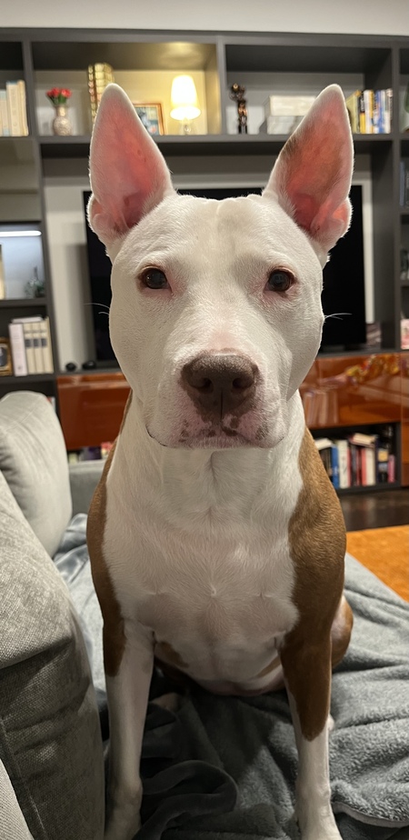 Entry image for Dottie. Clicking this image will show a larger photo