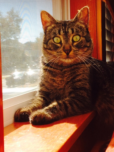 Entry image for Dexi. Clicking this image will show a larger photo